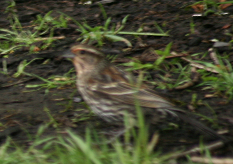 Savannah Sparrow