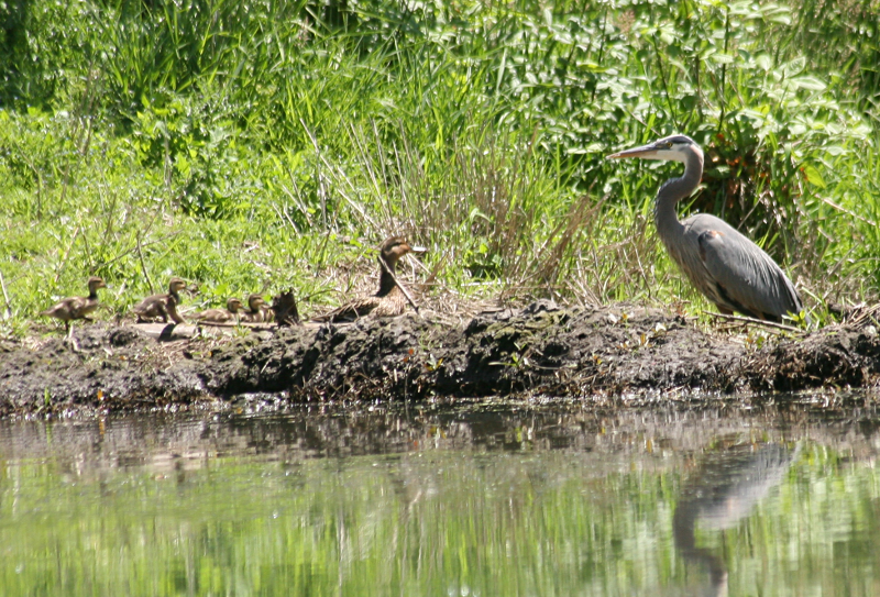 Great Blue Heron