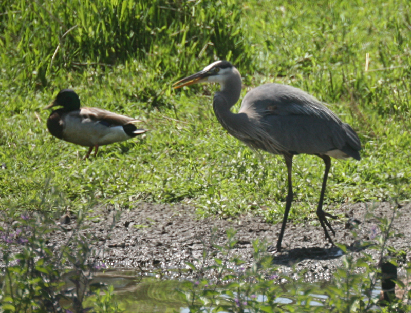 Great Blue Heron