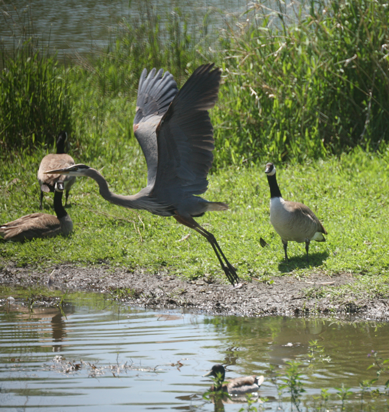 Great Blue Heron