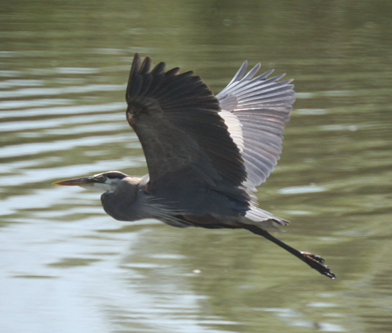 Great Blue Heron