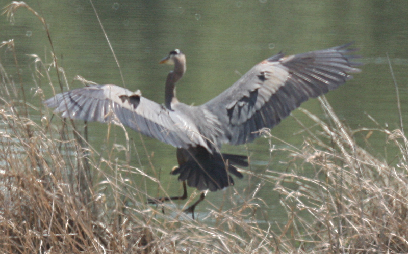 Great Blue Heron