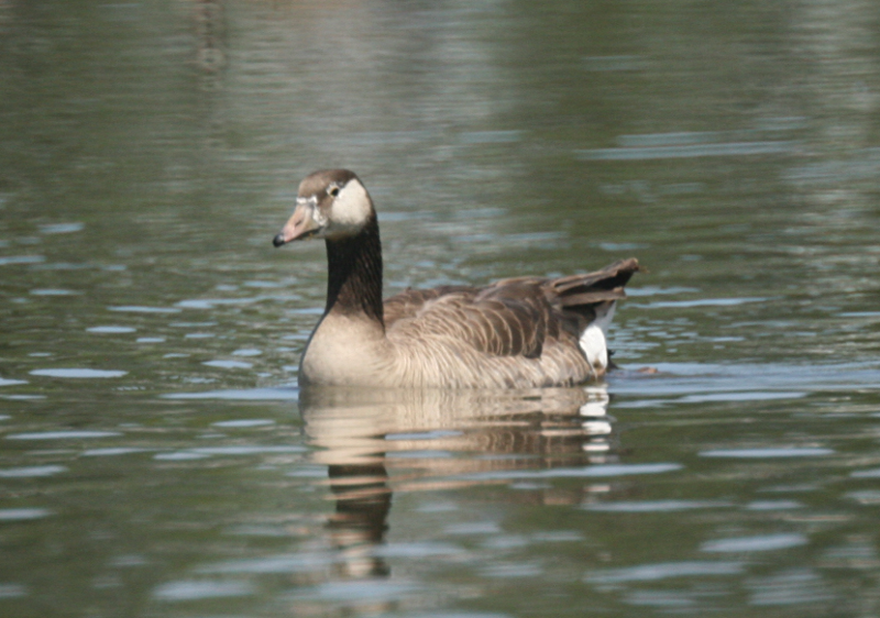 Hybrid: Greylag Goose + Canada Goose
