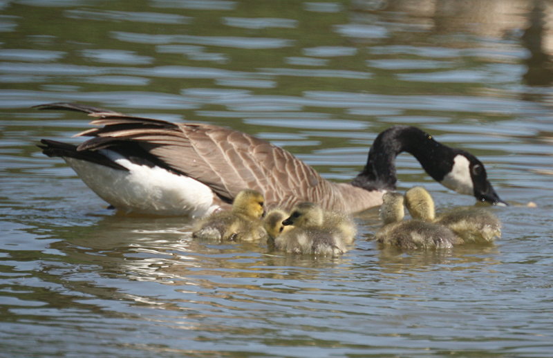 Canada Goose + goslings