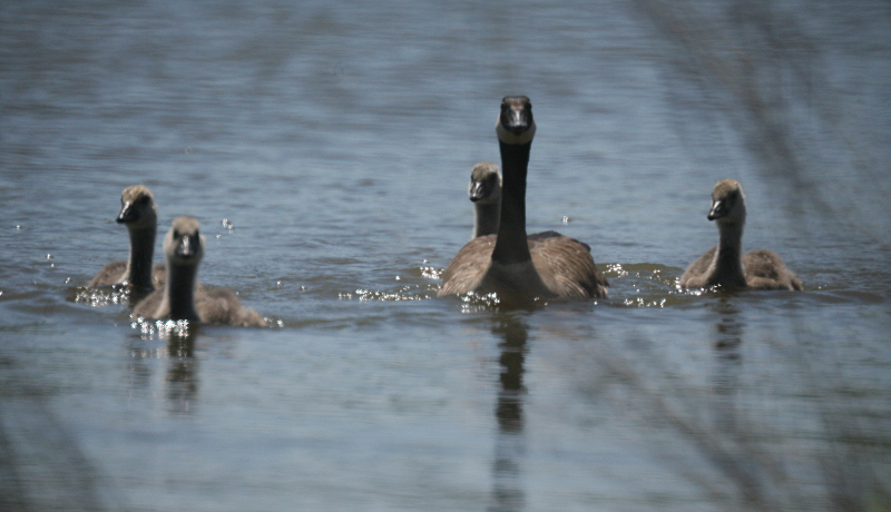 Canada Goose goslings