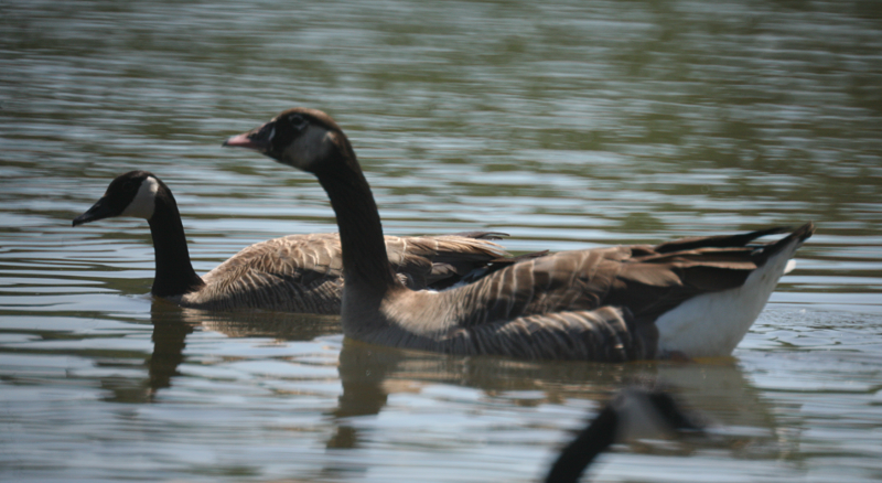 Hybrid: Greylag Goose + Canada Goose