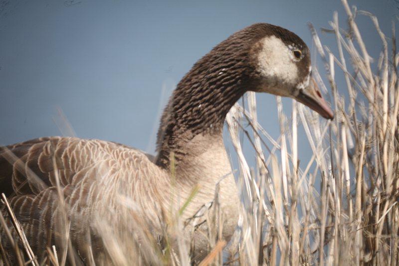 Hybrid: Greylag Goose + Canada Goose