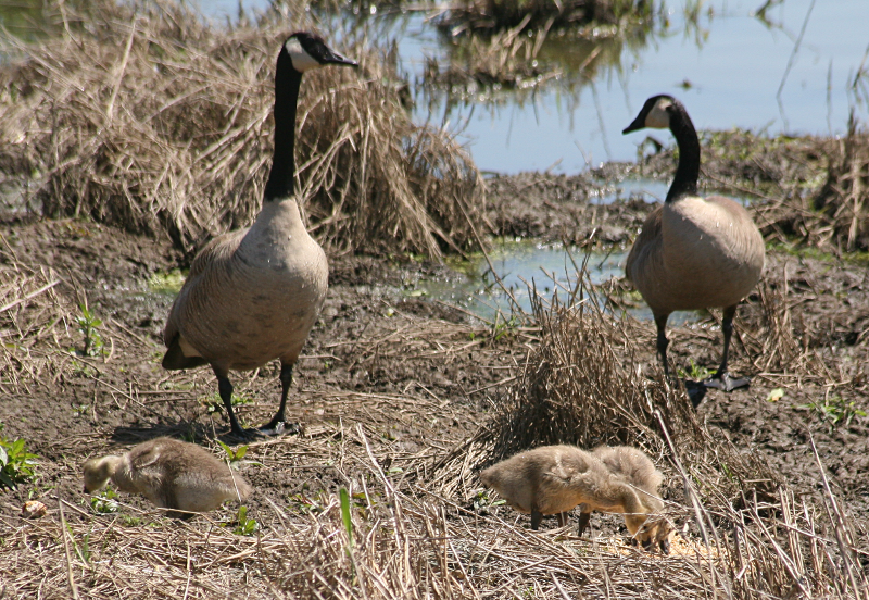 Canada Goose goslings