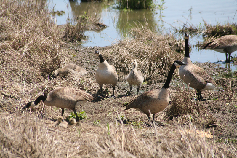 Canada Goose goslings