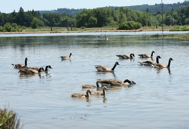 Canada Goose goslings