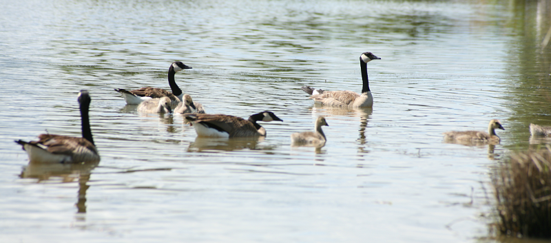 Canada Goose goslings