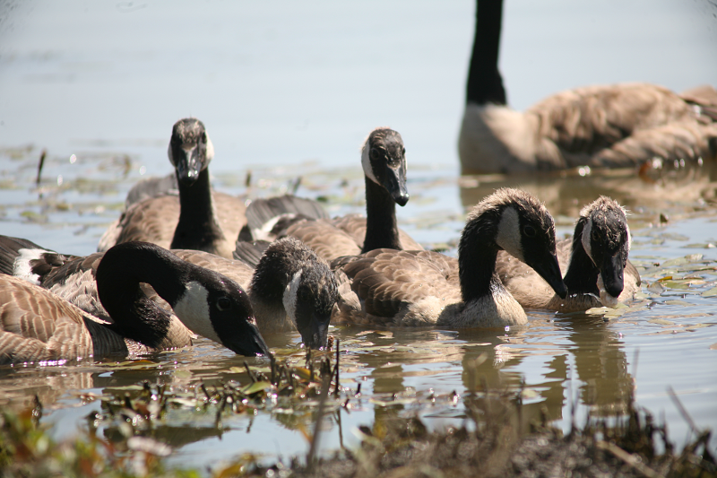 Canada Goose goslings