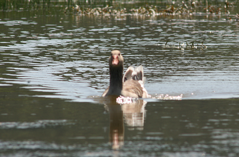 Canada Goose goslings