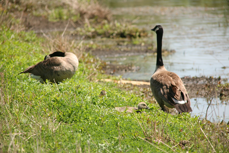 Canada Goose goslings