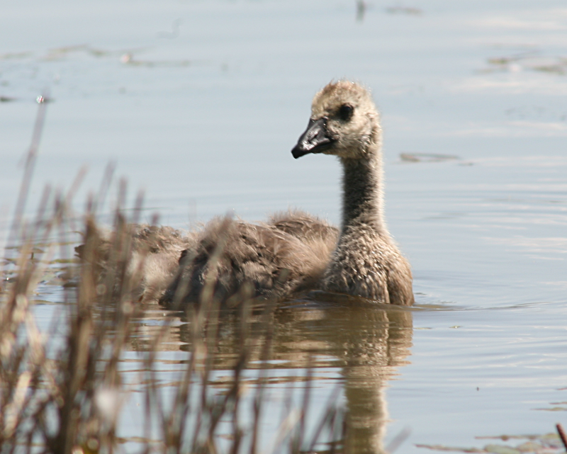 Canada Goose goslings