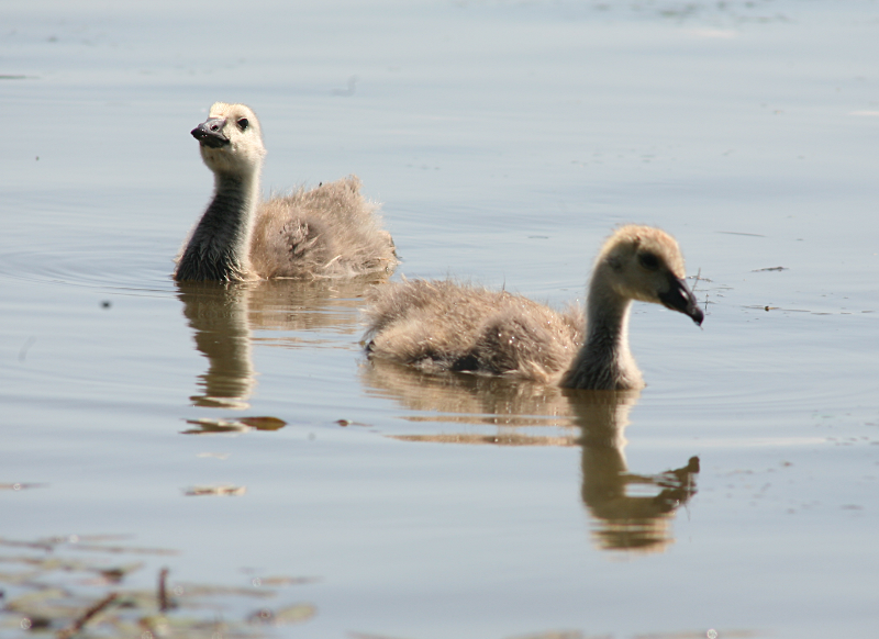 Canada Goose goslings