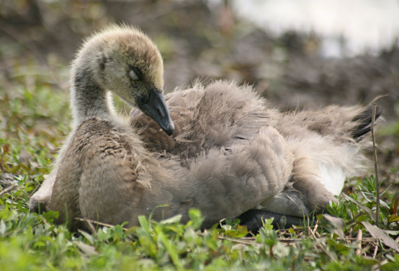 Canada Goose goslings