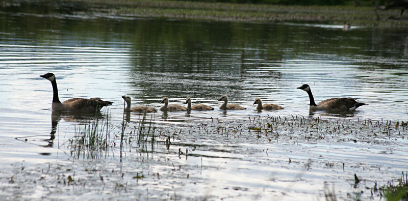 Canada Goose goslings