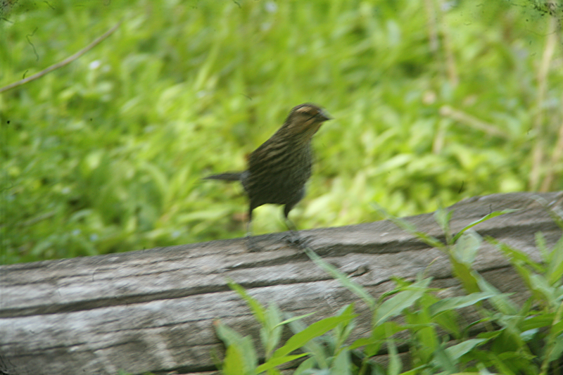 Savannah Sparrow