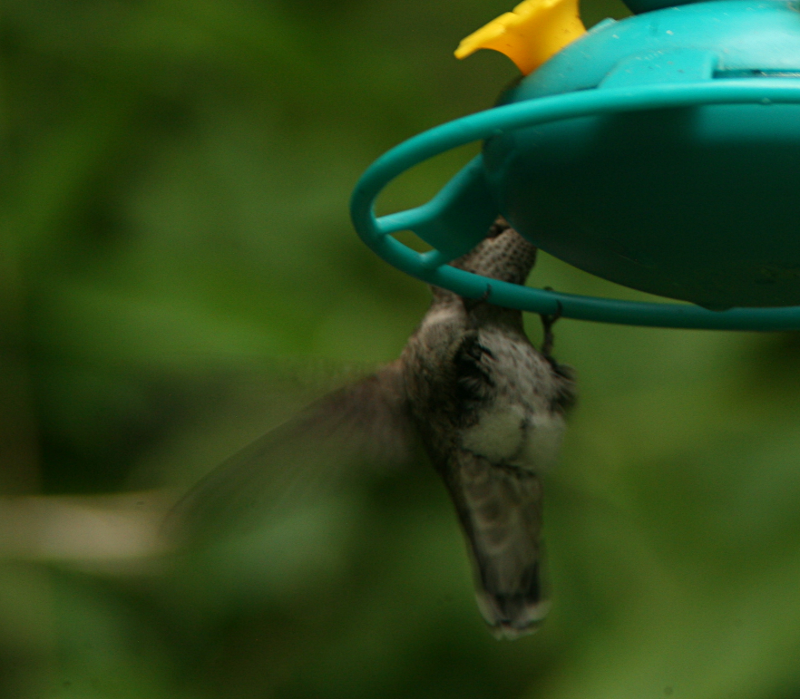 Female Annas Hummingbird
