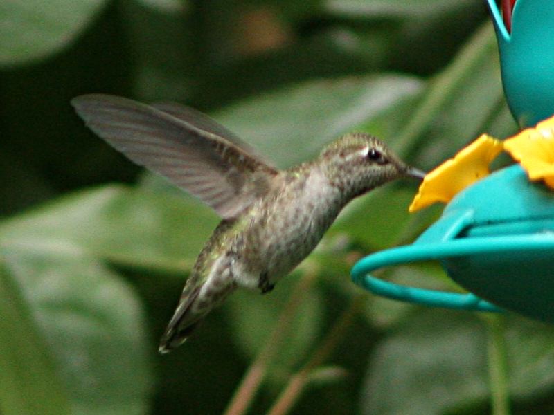 Female Annas Hummingbird