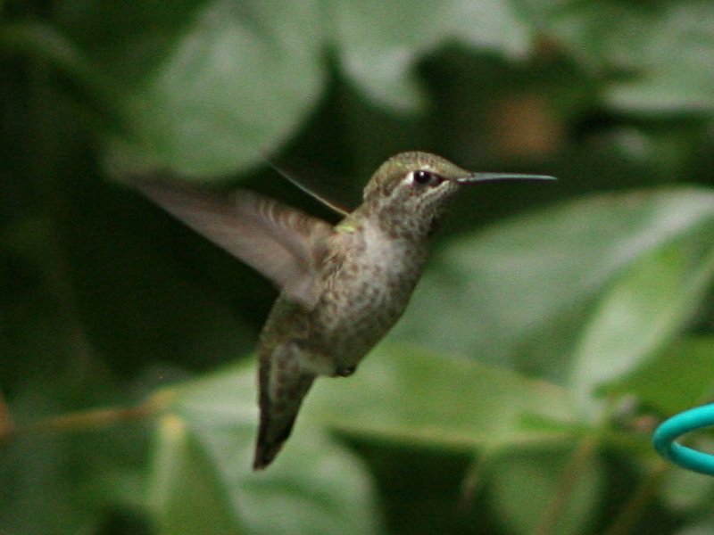 Female Annas Hummingbird