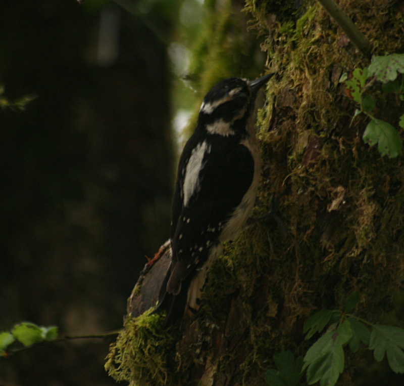Williamsons Sapsucker
