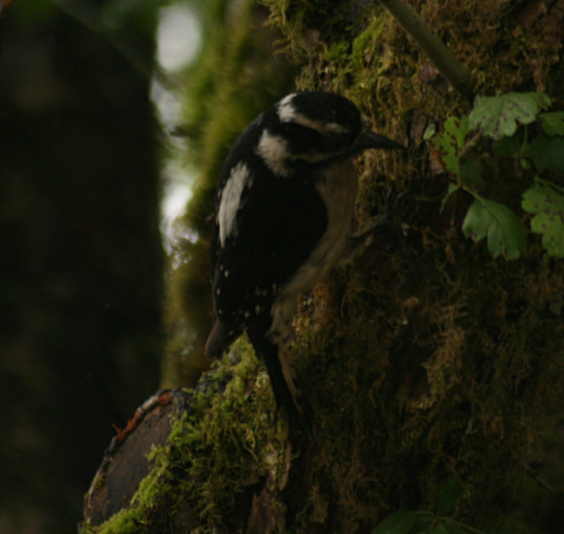 Williamsons Sapsucker