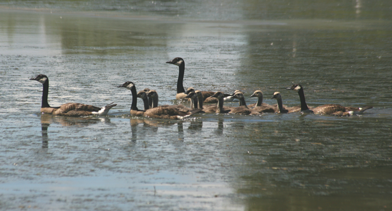 Canada Goose goslings