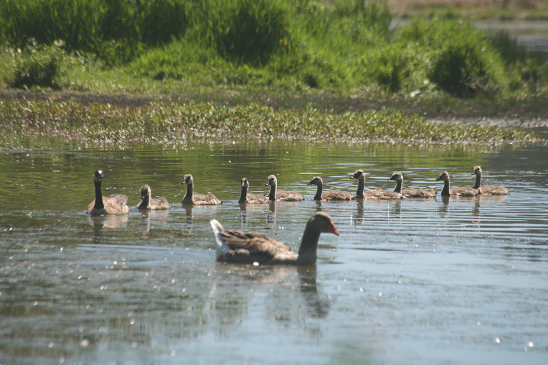 Canada Goose goslings