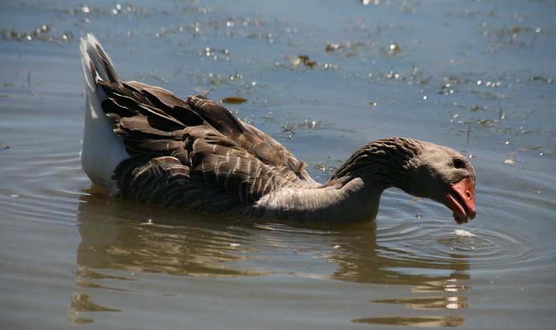 Gus the Greylag Goose