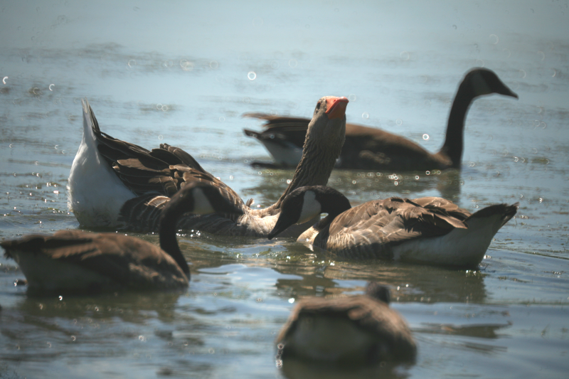 Gus the Greylag Goose + his Canada Goose wife