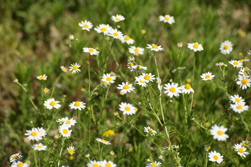 Wild Daisies