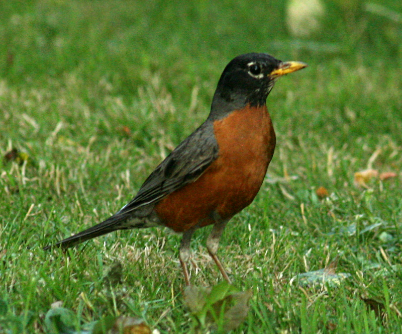 Robin