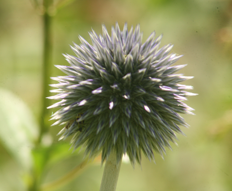 Globe Thistle Bud