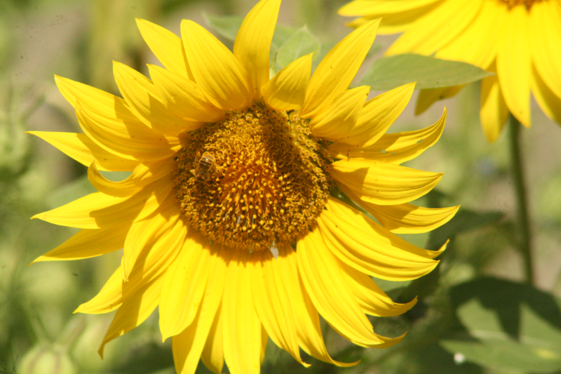 Sunflower with Bee