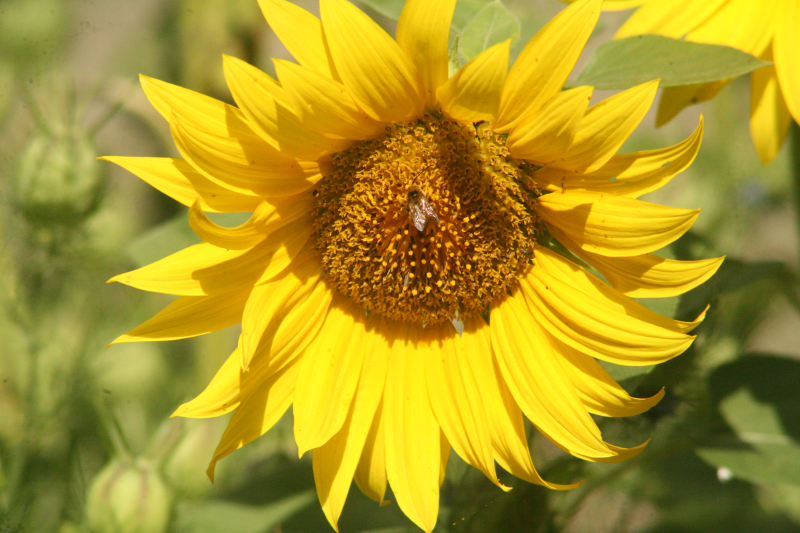Sunflower with Bee