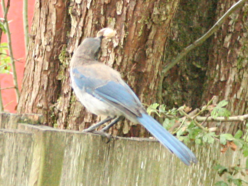 Western Scrub Jay