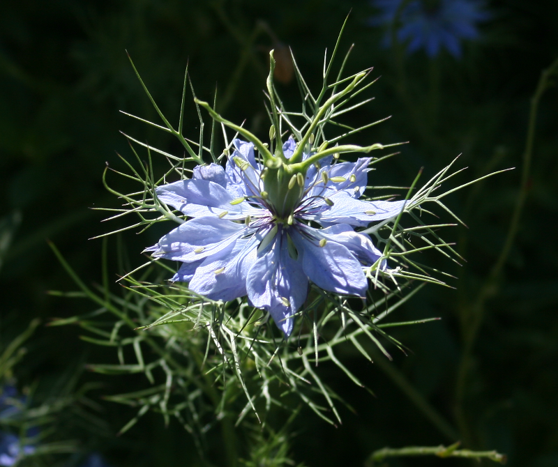 Nigelia Flower