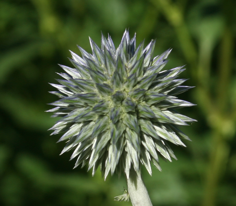 Globe Thistle Flower Bud