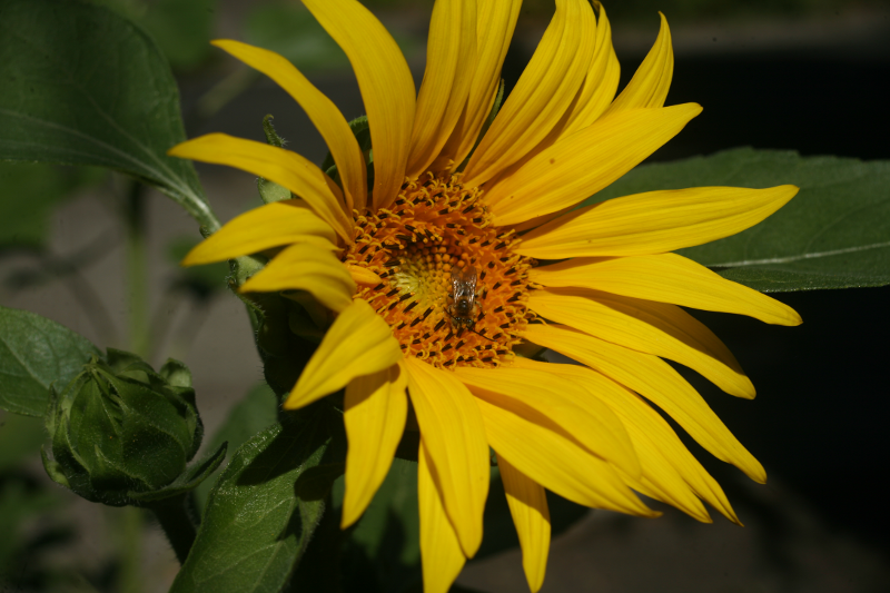 Sunflower with Bee