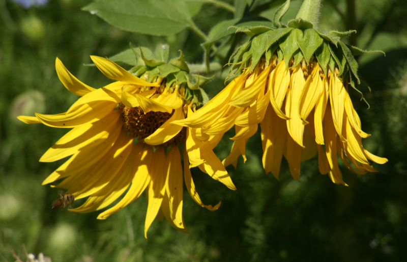 Sunflowers