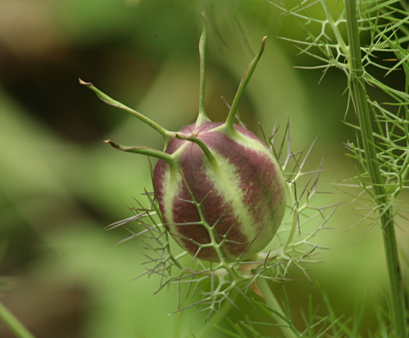 Nigelia Seed Pod