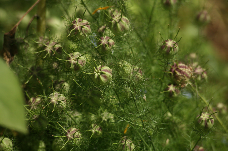 Nigelia Seed Pods