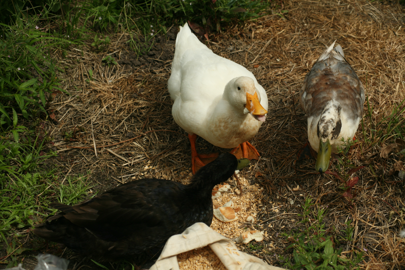 Three domestic ducks