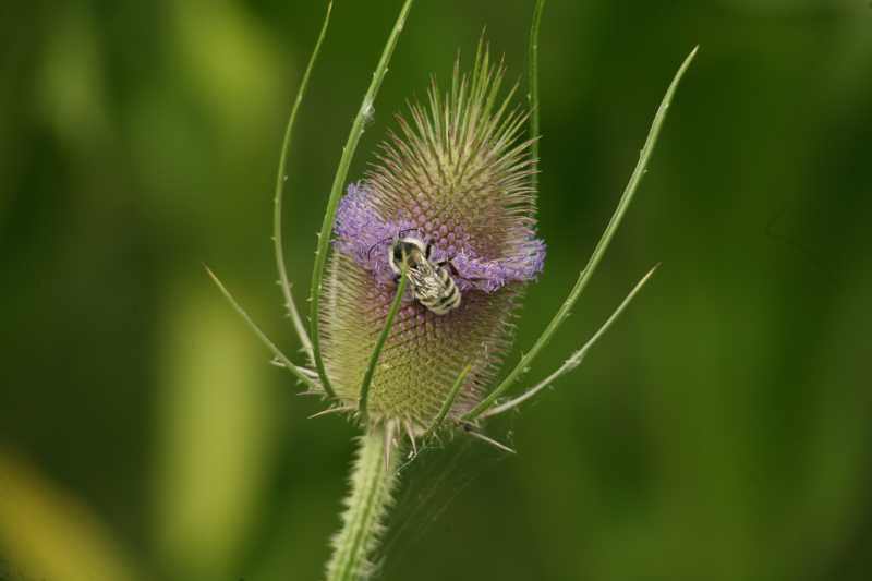 Strange Flower with Bee
