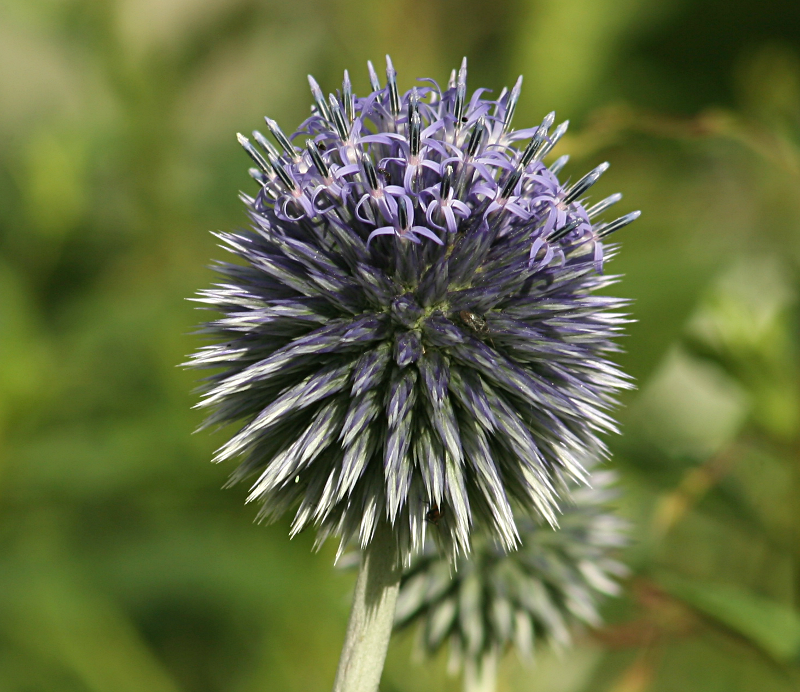 Globe Thistle Bud