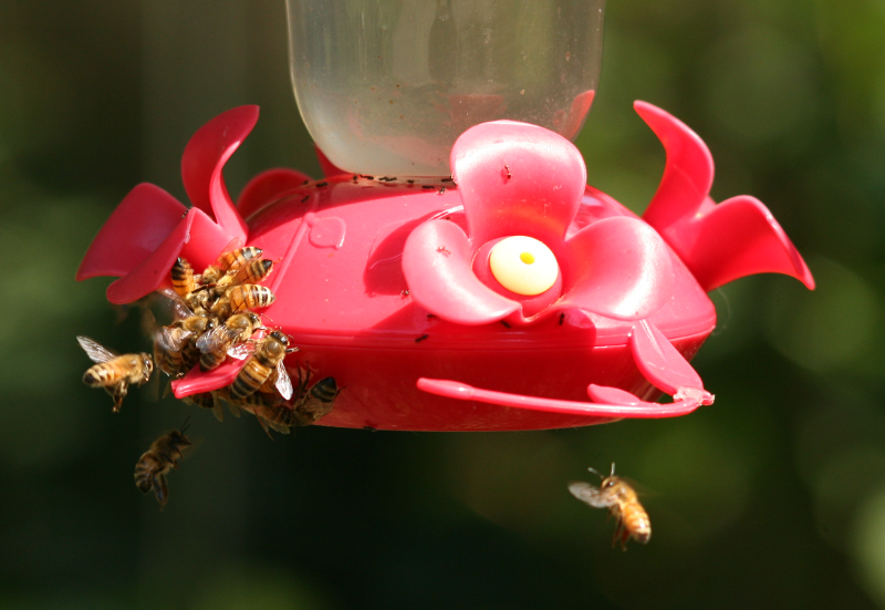 Bees on Hummingbird Feeder