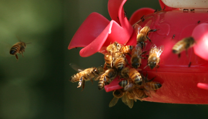 Bees on Hummingbird Feeder