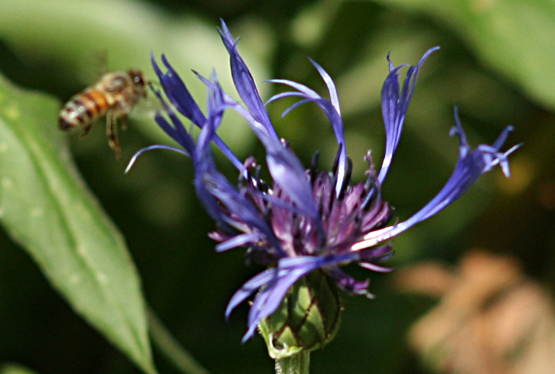 Bee on Flower
